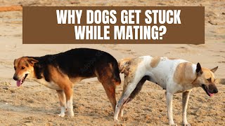 Why Dogs Get Stuck During Mating,and Why you should not hit them during this process.