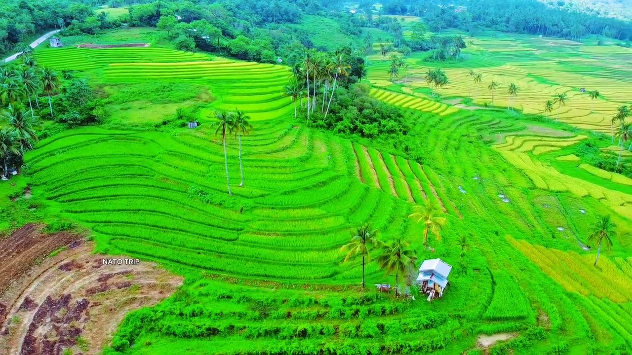 Experience the captivating aerial panorama of Cambuyo Rice Terraces.