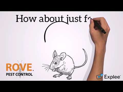 How Long can Mice go Without Food and Water?