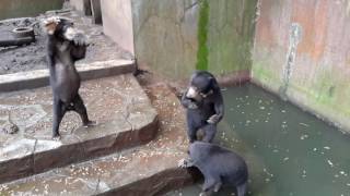 Bandung Zoo: Starving sun bears and dirty cages #horrificzoo
