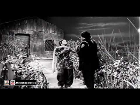 Banh Phar Ke Paar Langa De Punjabi old song WhatsApp Status (Hit) - Noor Jehan - FilmNaukar Wohti Da