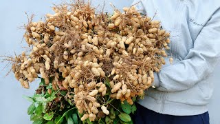 Try growing Peanuts at home and the results are amazing