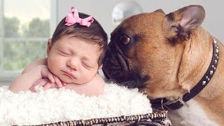 Introducing Dog to Baby Compilation NEW