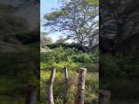 se venden lotes para la vía de sampues en sincelejo sucre Colombia