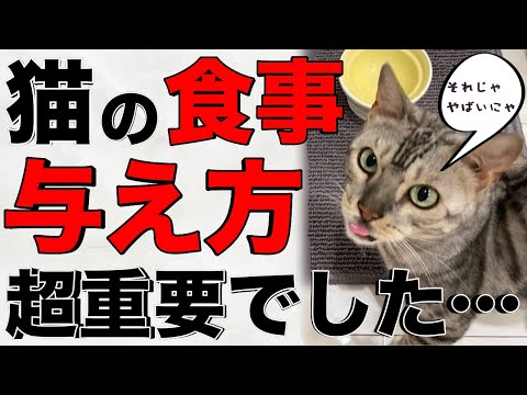 園芸 猫の食事