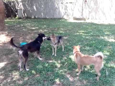 Phuket Dog Resort - Mocca and his harem girls