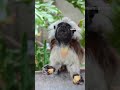 THATS A MOUTHFUL @ameliak__(instagram) #marmoset #marmosetsofinstagram #marmosets #monkeys #monkey