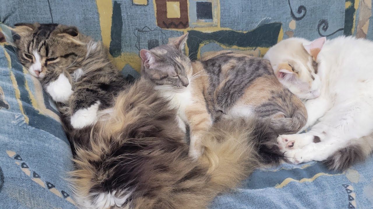 【悲しい現実…🐱殺処分の半数は…⁉️】Smile to Heart 【譲渡型保護猫カフェ】ねこまる がライブ配信中！