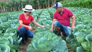 As melhores receitas de natal, feitas com repolhos colhidos na hora