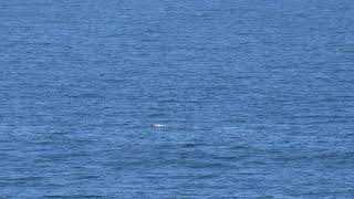 Síntomas del c1091 Lancia