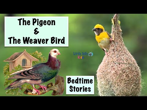 The Pigeon & The Weaver Bird || Bedtime Stories || Moral Stories || Peaceful & Relaxing || Storytime
