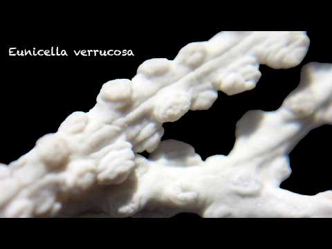 Vídeo de Eunicella verrucosa