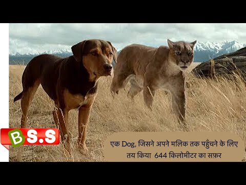A Dog's Way Home Movie Review/Plot In Hindi & Urdu