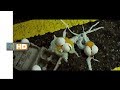 GEOSTORM Heat Wave Scene HD Video 2017