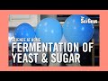 Fermentation Of Yeast And Sugar The Sci Guys Scien Review