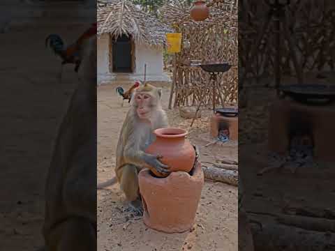 நானும் குரங்கும் சோறு ஆக்குறோம் #organicfarming #agrifuture #agrifuture #விவசாயம் #விவசாயம்