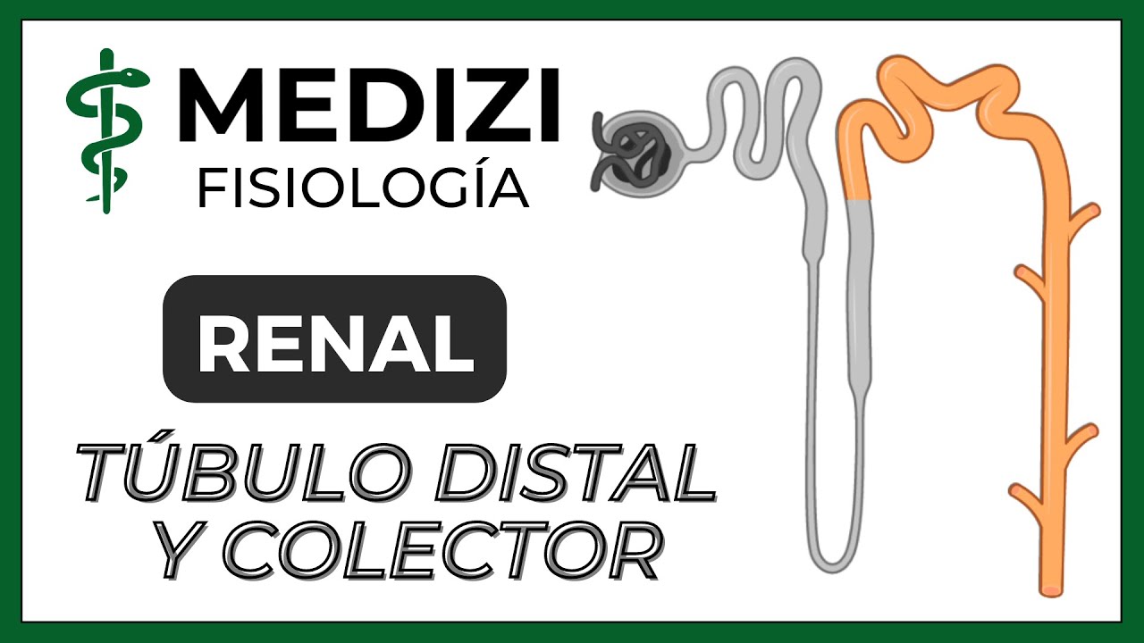 Fisiología Renal - Reabsorción y secreción tubular renal(Túbulo Distal y Colector)(IG:@doctor.paiva)