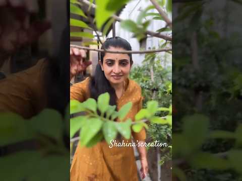 Sujitha reel on instagram#cookwithcomali #cwc5 #vijaytv