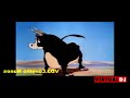 VDJ Leninho Nunes Video Remix