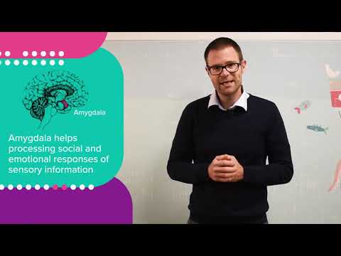 60 Second Science - Amygdala development and autism
