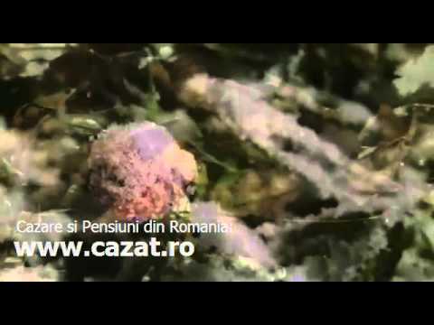 Cazare Lacrita Mica, Dolj - Cazat.ro