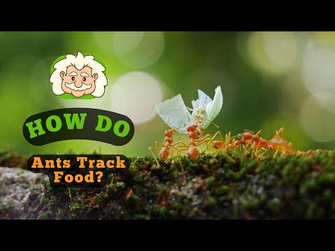 How Do Ants Track Food? The Secret Behind Their Trails