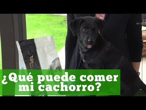 PERRO: ¿Qué puede comer mi cachorro? ERA sabor pollo y pavo.