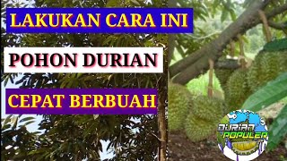 Download lagu CARA AGAR POHON DURIAN CEPAT BERBUAH mp3