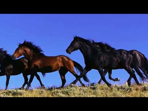 " RACIA KALIONA , KALIONA " -  TABOR  SHOW  NIKOLAJA VASILEVA