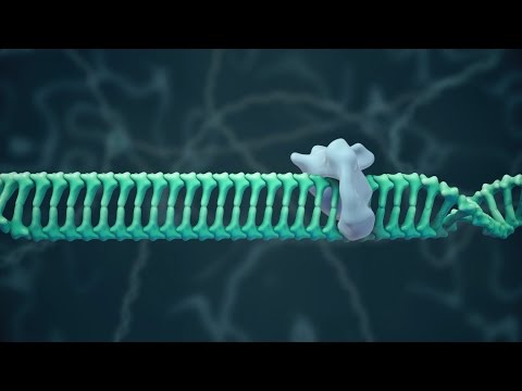 CF Foundation | How Gene Editing Could Be Used for CF
