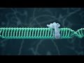 CF Foundation How Gene Editing Could Be Used For CF