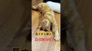 it's a cat.猫です！猫はどこまで長いのか見てみた。#cat #animals #猫のいる暮らし #ねこのいる生活 #睡眠#cute #shortvideo #茶トラ