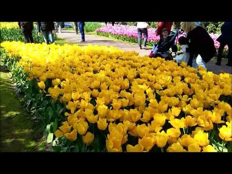 Walking between tulips