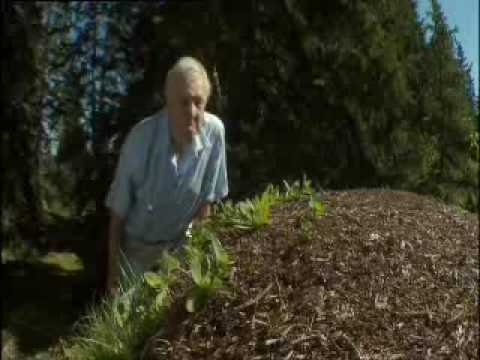 ants spary formic acid