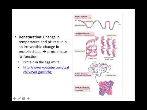 Chemical Level of Organization Part 3 (Bio 260)