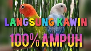 Download lagu MASTERAN/Terapi suara lovebird 100% AMPUH lovebird langsung KAWIN dalam 2 menitt mp3