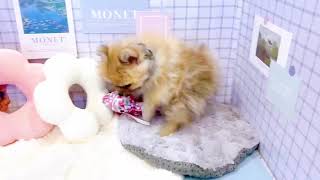 ポメラニアンの動画01