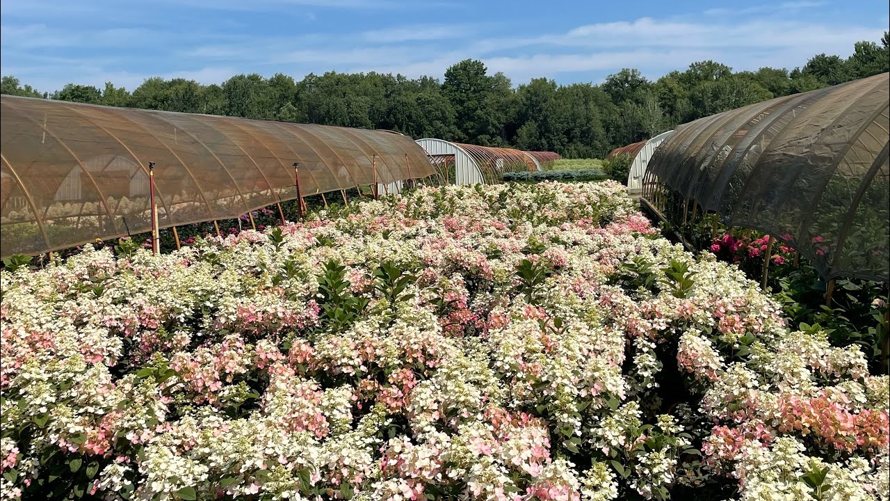 Henry’s Hydrnageas & Hibiscus Picks