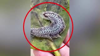 ! TAJEMNICE ŚWIATA !  "Zwierzęta które  istnieją , ale ciężko w to uwierzyć !"