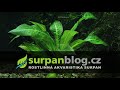 Akvarijní rostliny Echinodorus tropica - Šípatkovec tropica