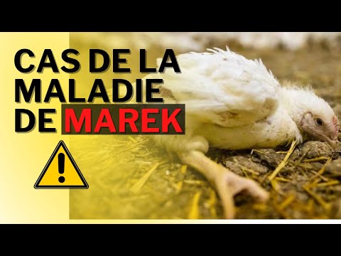 , title : 'Maladie de Marek indentifiée dans ma ferme'