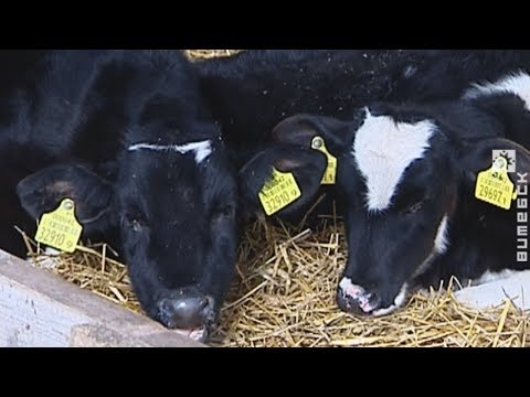 Аграрны сектар рэгіёну чакае перазагрузка (24.10.2017)
