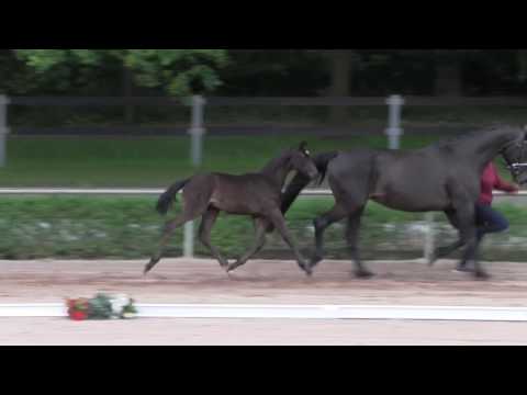 KN 44 Fatima M Sf v. Fürst Wilhelm - Samba Hit