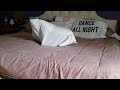 Naughty Chihuahua Hides In Pillow