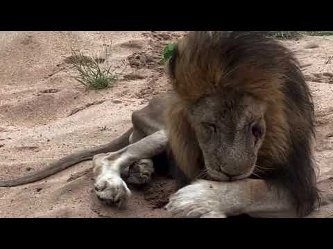 Farewell Hairybelly Matimba lion R.I.P