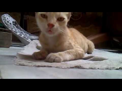 Angry Cat with Fun :)