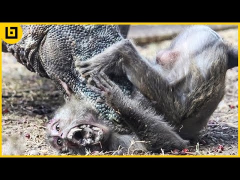 15 Brutal Komodo Dragons Hunting Mercilessly In The Wild
