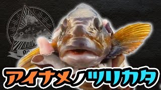 【ロックフィッシュ】陸っぱりからのアイナメの釣り方【根魚ワーム釣り】