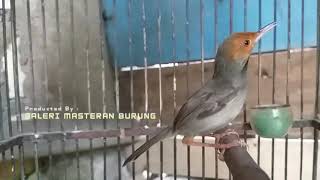 Download lagu suara Prenjak tamu gacor lot | Pancingan burung pernjak ciblek jantan betina liaran di alam mp3