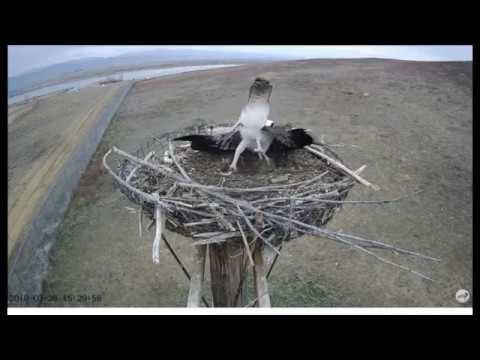 OSMP Osprey Cam Male works on nest building part 2 3-26-2018